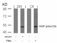 GTX50213 - VASP