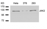 GTX50467 - Tyrosine-protein kinase JAK2