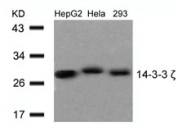 GTX50519 - 14-3-3 protein zeta/delta