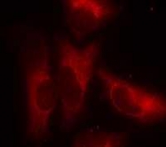 GTX50712 - 14-3-3 protein zeta/delta