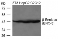 GTX50836 - Enolase beta