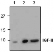 GTX59760 - Insulin-like growth factor II / IGF2