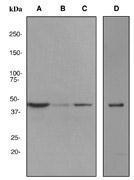 GTX62361 - Type-2 angiotensin II receptor (AT2)