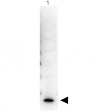 GTX74966 - 6xHistidine Epitope Tag