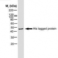 GTX74967 - 6xHistidine Epitope Tag
