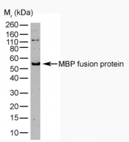 GTX74977 - Maltose Binding Protein Tag / MBP-Tag