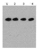 GTX80656 - DYKDDDDK Epitope Tag