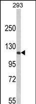 GTX81164 - Retinoblastoma-associated protein / RB1