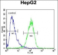 GTX81637 - Beta-hexosaminidase alpha / HEXA