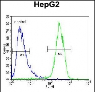 GTX81638 - Beta-hexosaminidase alpha / HEXA