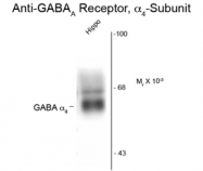 GTX82688 - GABRA4