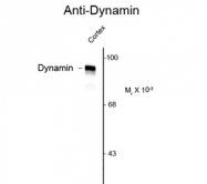GTX82704 - Dynamin-1