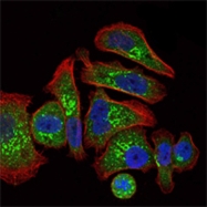 GTX82784 - Erythropoietin / EPO