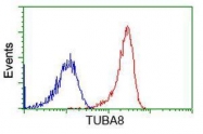 GTX83461 - TUBA8 / TUBAL2