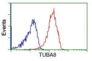GTX83461 - TUBA8 / TUBAL2