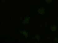 GTX83986 - Neurotrophin 3 / NTF3