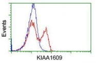 GTX84267 - KIAA1609