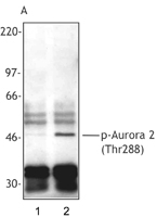 GTX85609 - Aurora kinase A