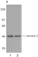 GTX85609 - Aurora kinase A