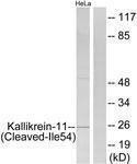 GTX86927 - KLK11 / Kallikrein-11