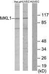 GTX86986 - Myocardin-Like Protein 1