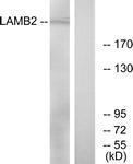 GTX87258 - Laminin beta-2