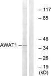 GTX87349 - DGAT2L3 / AWAT1