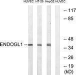 GTX87406 - Nuclease EXOG
