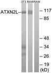 GTX87539 - Ataxin-2-like protein
