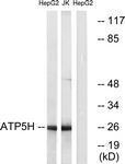GTX87685 - ATP synthase subunit d