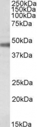 GTX88074 - ATP1B1