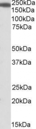 GTX88153 - IQGAP1