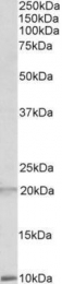 GTX88155 - Defensin alpha 1