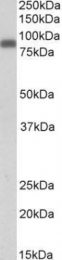 GTX88237 - Zyxin