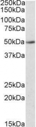 GTX88374 - IDO2 / INDOL1