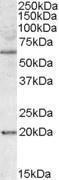 GTX88531 - BAG4