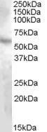 GTX88597 - DMP1