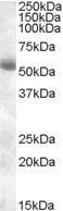 GTX88625 - TMPRSS2