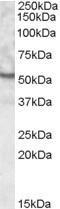 GTX88695 - UNC5CL