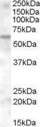 GTX88712 - KPNA6 / Importin alpha-7
