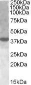GTX88727 - XBP1 / TREB5