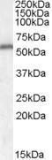 GTX88754 - Neurotrophin 4 / NTF4