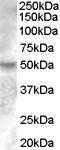 GTX88809 - Estrogen-related receptor gamma