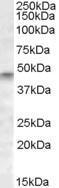 GTX88844 - TUSC4 / NPRL2