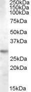 GTX88929 - 14-3-3 protein theta