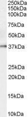 GTX89113 - KLK5 / Kallikrein-5
