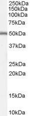 GTX89164 - DGAT1