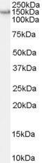 GTX89198 - RNASEN