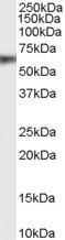 GTX89205 - EPHB2