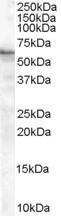 GTX89261 - BAIAP2